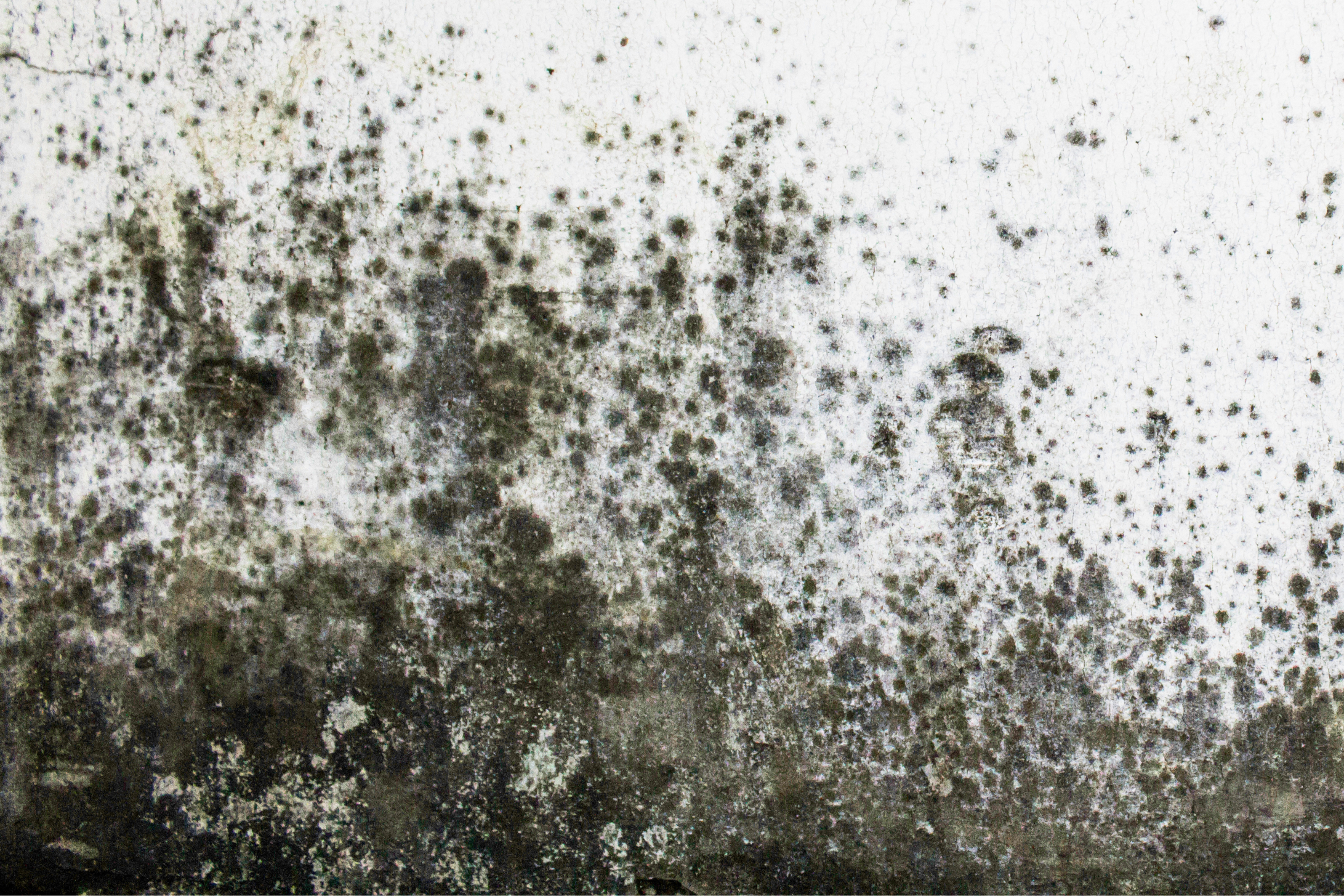 A white wall with patches of severe mold growth.