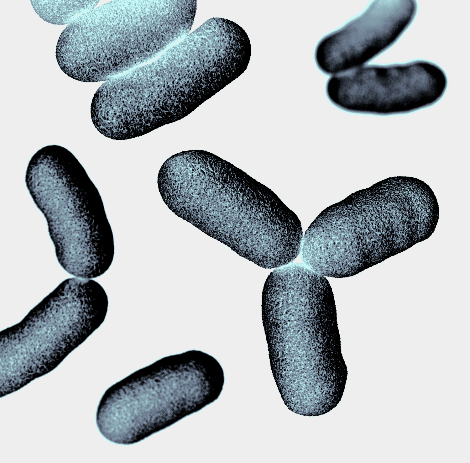 Microscopic bacteria on a white background.